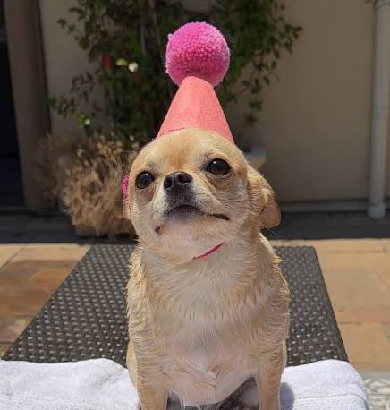 Hund mit rosa Geburtstagshütchen